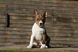 BASENJI 235